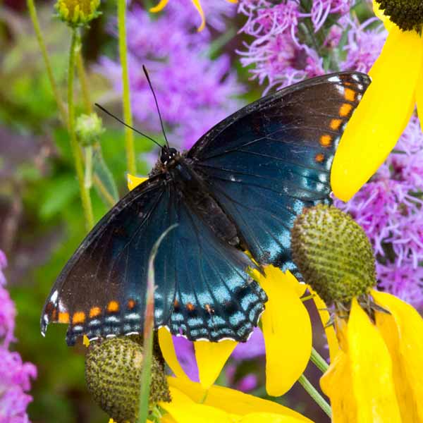 healianthus-butterfly Helianthus designs environmentally sustainable landscapes