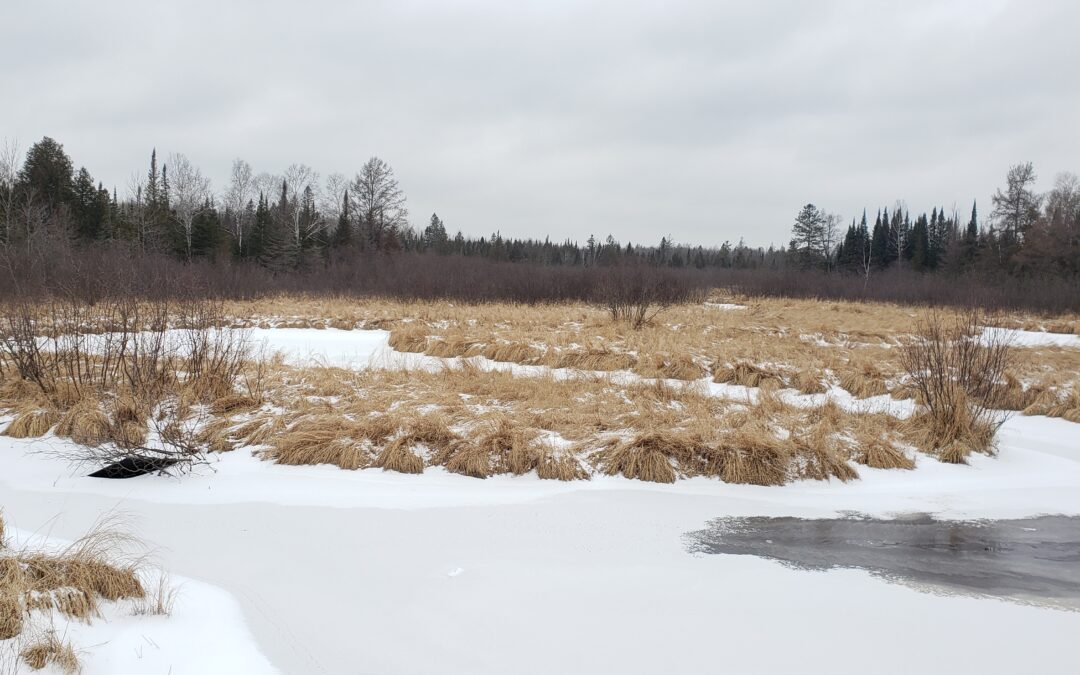 Bogs and Fens